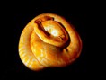 /album/animals/snake-jpg/